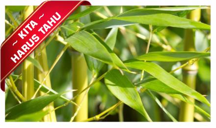 KITA HARUS TAHU, daun bambu bisa atasi pencernaan 